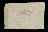 Cretaceous Fossil Shrimp - Lebanon #154556-1